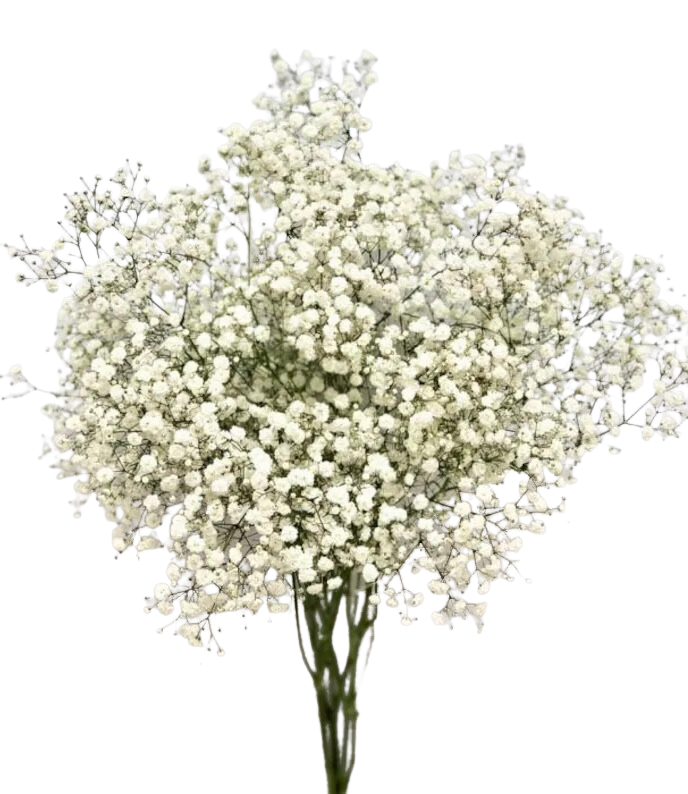 Gypsophila (baby's breath)