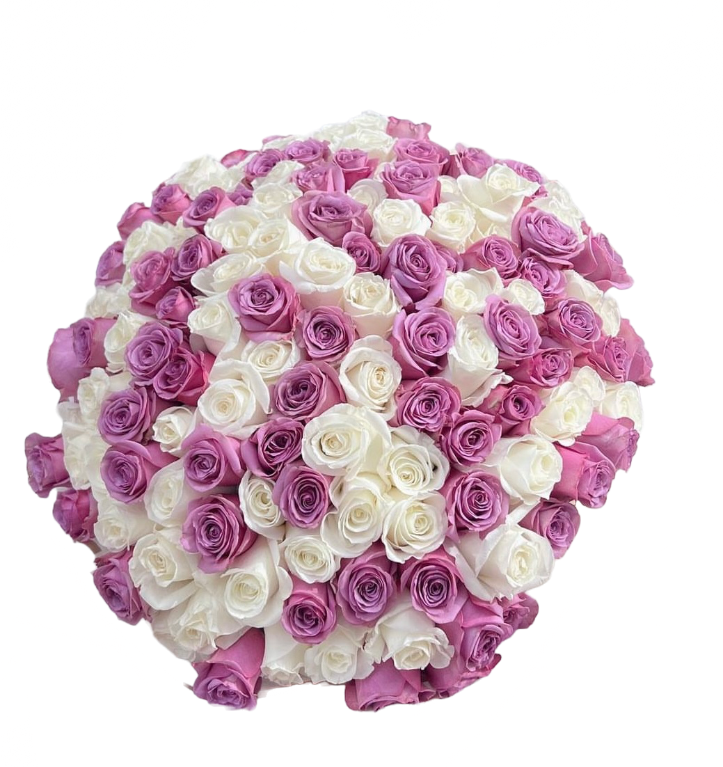 Purple & White